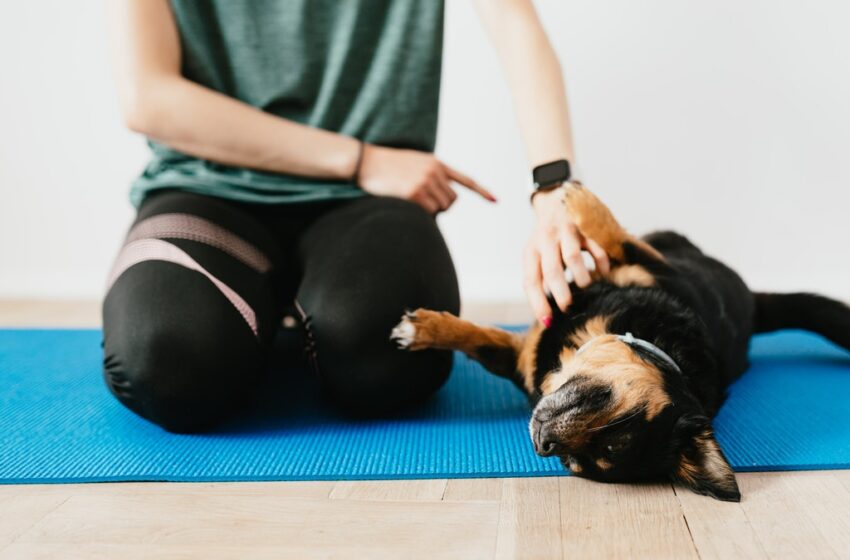 How to Train Your Dog at Home